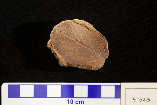 Crataegus lacoei Lesquereux