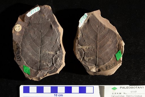 Celastrus ferrugineus Ward
