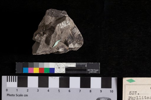 Phyllites improbatus Lesquereux