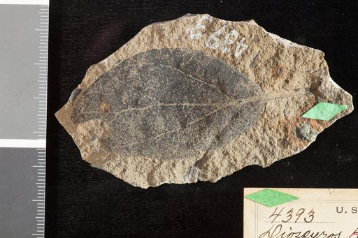 Diospyros hagriei Knowlton