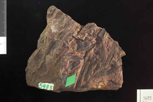 Linopteris gilkersonensis White