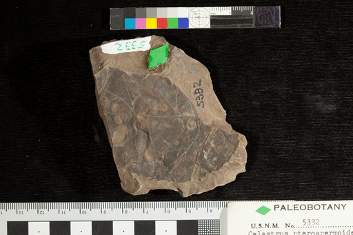 Celastrus pterospermoides Ward