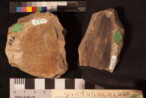 Zizyphus fibrillosus Lesquereux