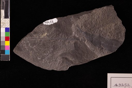 Allantodiopsis pugetensis Wolfe