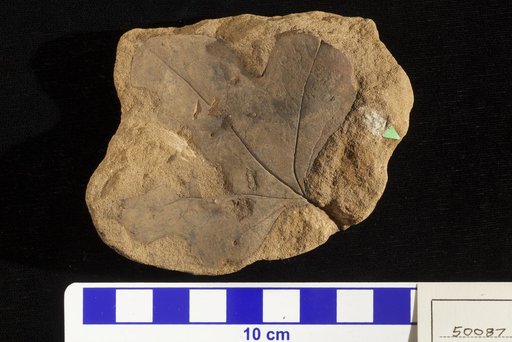 Aralia groenlandica Heer