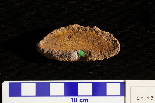 Salix proteaefolia var. laceaefolia Lesquereux