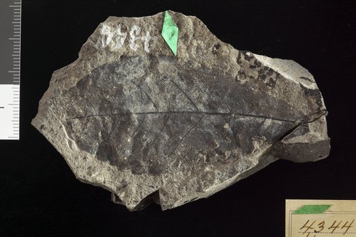 Hicoria culveri Knowlton