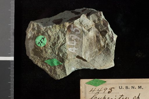 Cyperacites sp indet. Knowlton