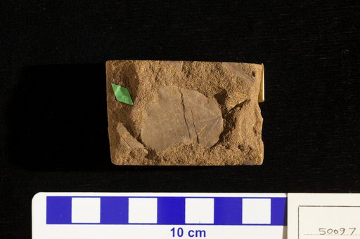 Acerites multiformis Lesquereux
