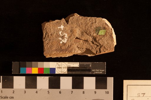 Sequoia angustifolia Lesquereux