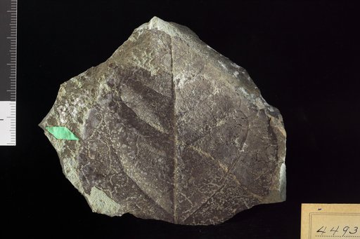 Ficus haguei Knowlton