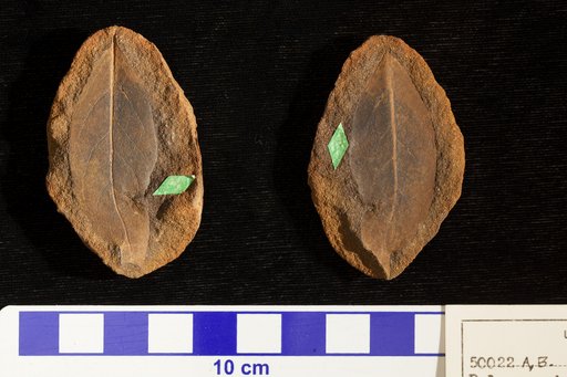 Paleocassia laurinea Lesquereux