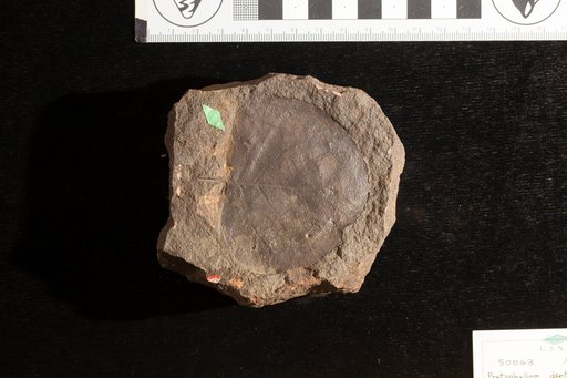 Protophyllum denticulatum Lesquereux