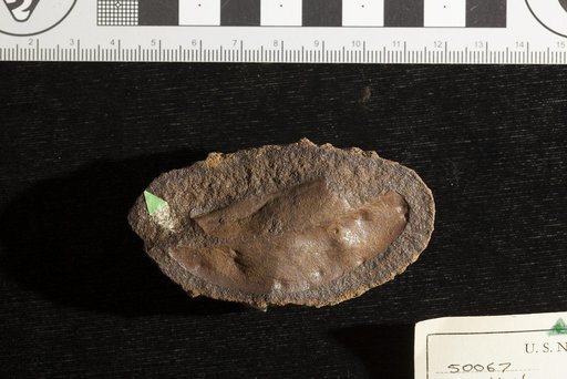 Sapotacites sp indet. Lesquereux