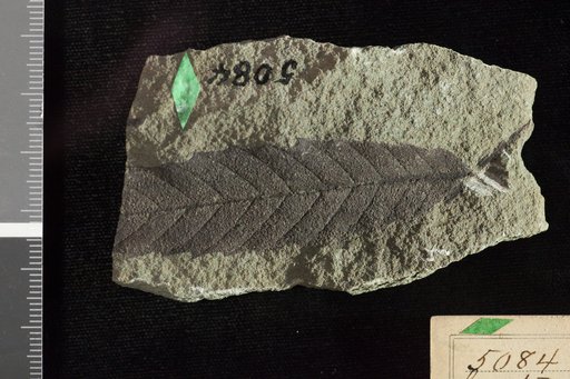 Castanea pulchella Knowlton