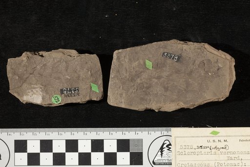 Scleropteris veronensis Ward