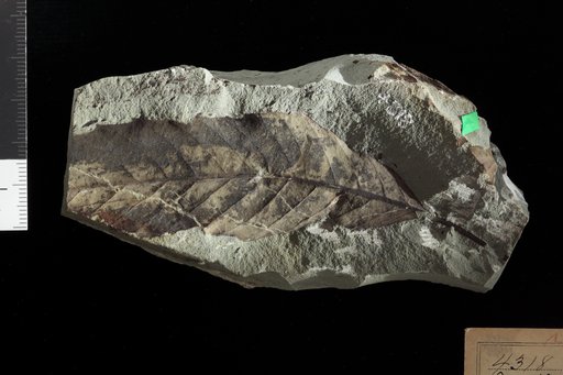Dryophyllum longipetiolatum Knowlton