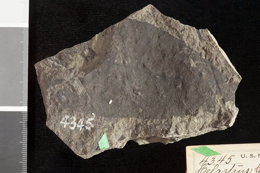 Celastrus culveri Knowlton