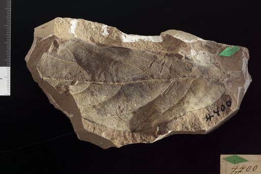 Ficus densifolia Knowlton