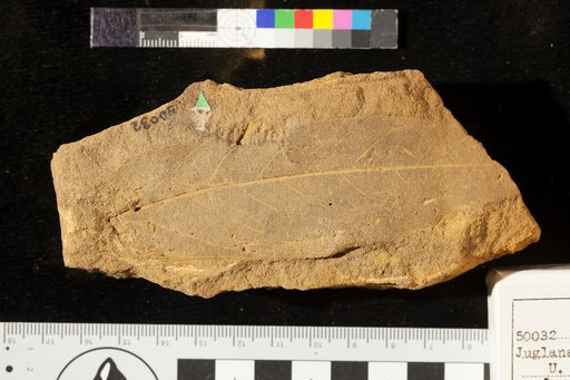 Juglans arctica Heer