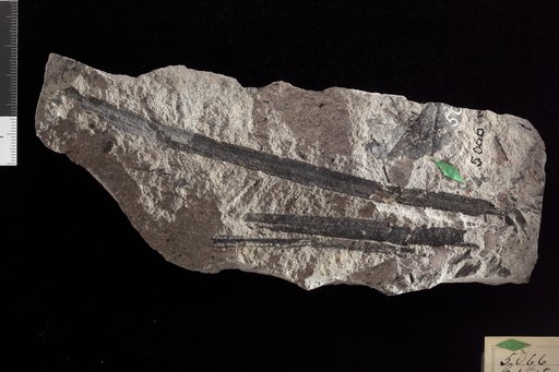 Cyperacites giganteus Knowlton