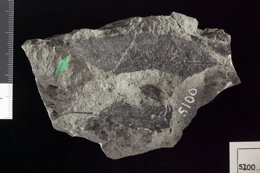 Fraxinus denticulata Heer