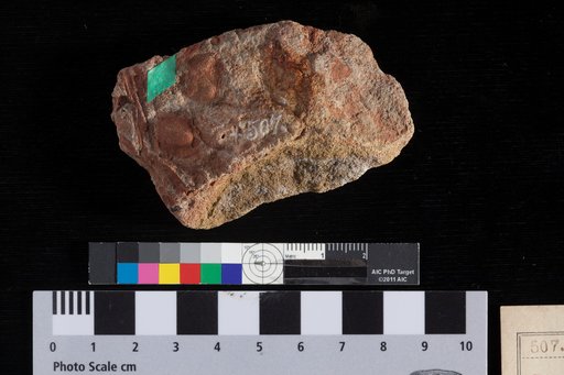Carpites rhomboidalis Lesquereux