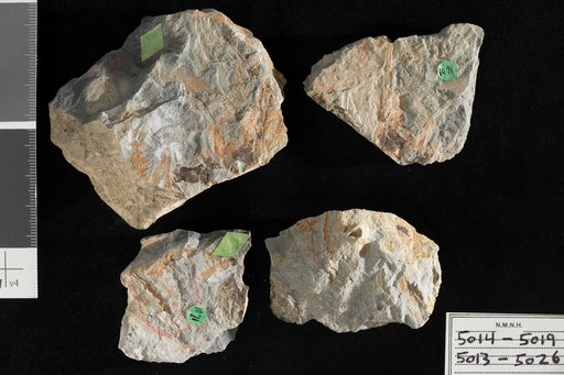 Acrostichites ? coniopteroides Ward