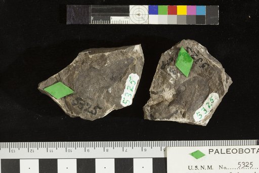 Paliurus pulcherrimus Ward