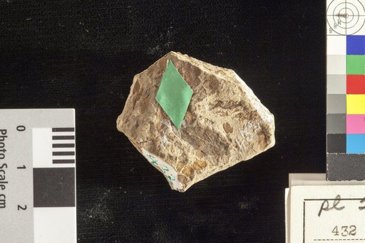 Rhamnus alaternoides Heer