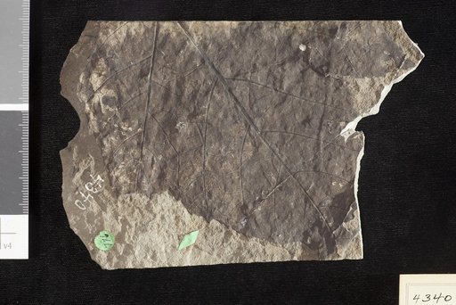Platanus guillelmae Goeppert