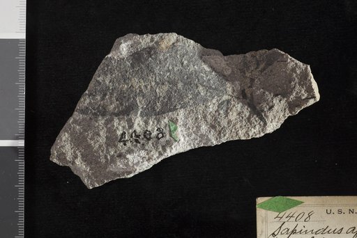 Sapindus affinis Newberry