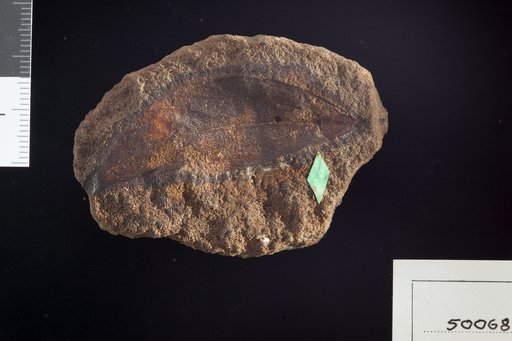 Litsea falcifolia Lesquereux