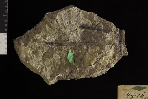 Cyperacites sp indet. Knowlton