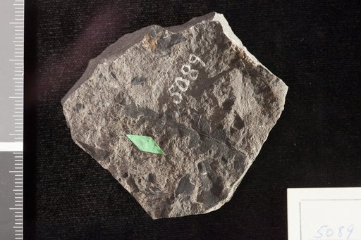 Asplenium iddingsii Knowlton