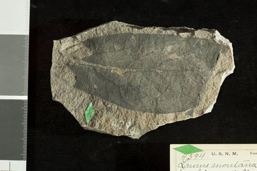 Laurus montana Knowlton