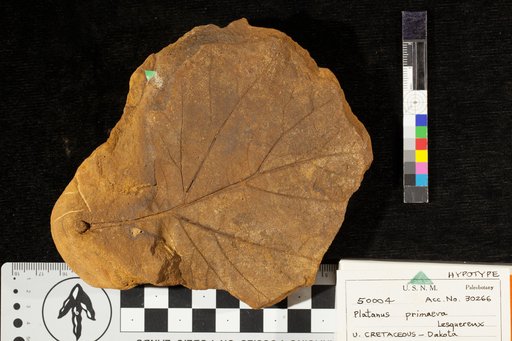 Platanus primaeva Lesquereux