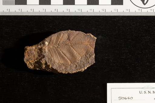 Protophyllum crassum Lesquereux