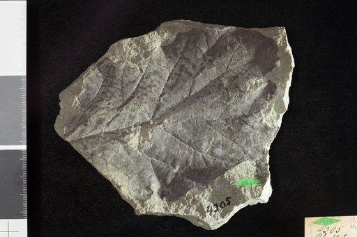 Phyllites crassifolia Knowlton