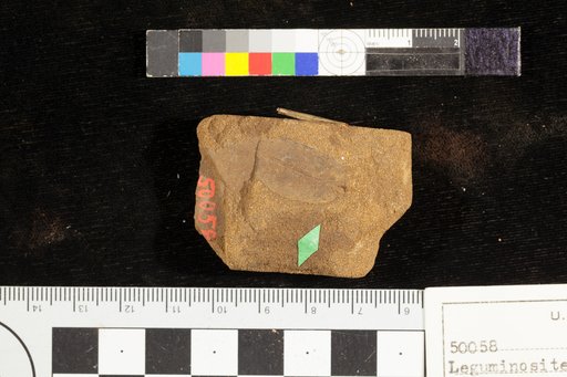Leguminosites truncatus Knowlton