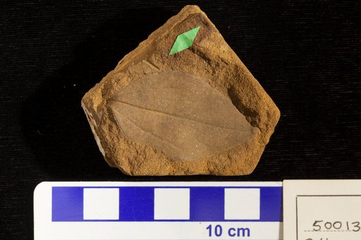 Paliurus anceps Lesquereux