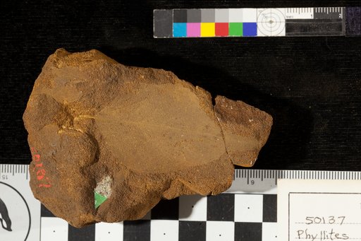 Phyllites vanonae Heer