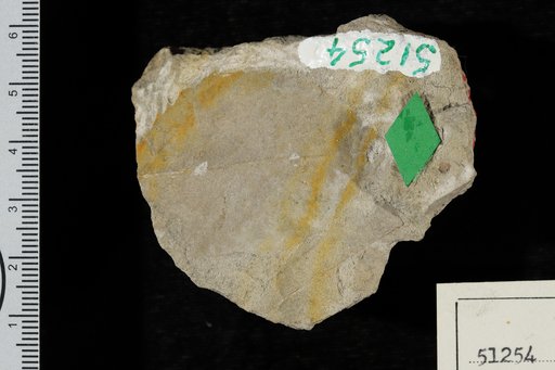 Celastrus ? hesperius Knowlton