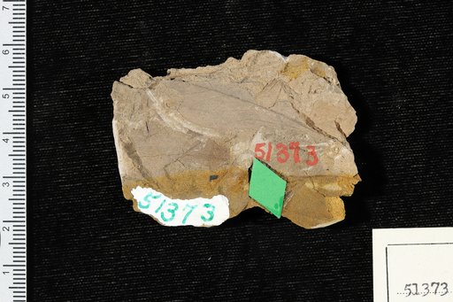 Celastrus haddeni Knowlton