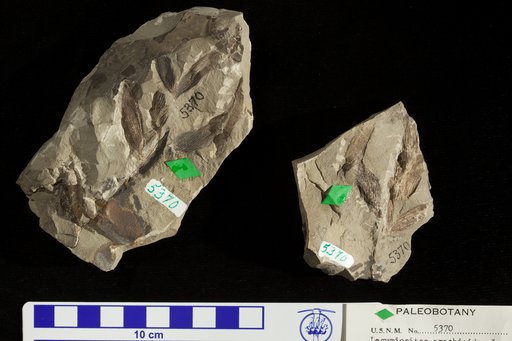 Leguminosites arachioides Lesquereux