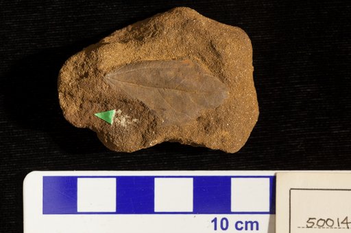 Paliurus membranaceus Lesquereux