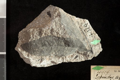 Sapindus affinis Newberry