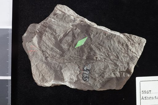 Athrotaxopsis tenuicaulis Fontaine