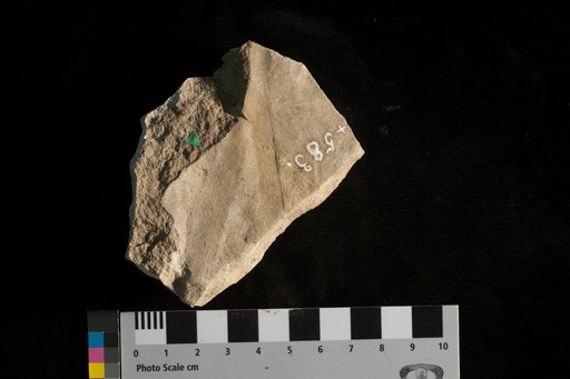 Zonarites digitatus (Brongniart) Lesquereux