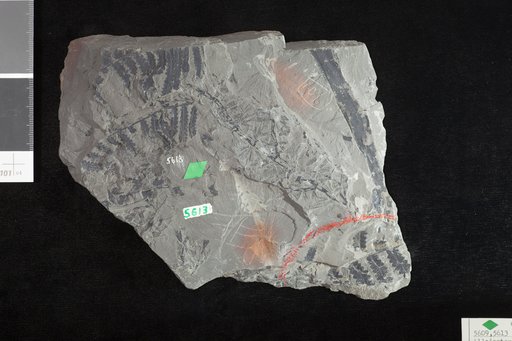 Alloiopteris winslovi White